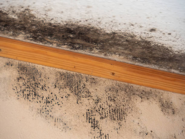 Best HVAC Mold Inspection and Cleaning  in Jal, NM